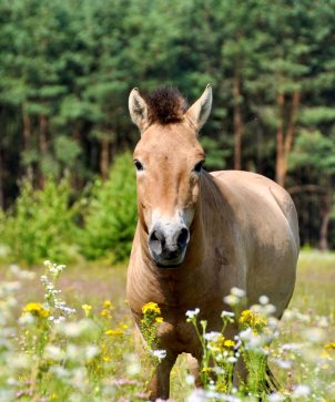 Pferd2 Bearbeitet